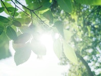 強い日差しのイメージ