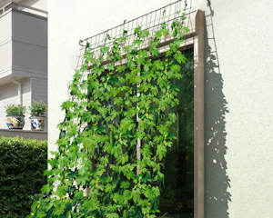 グリーンカーテンイメージ