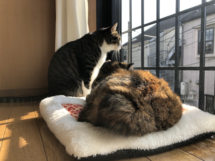 窓から外を見る２匹の猫