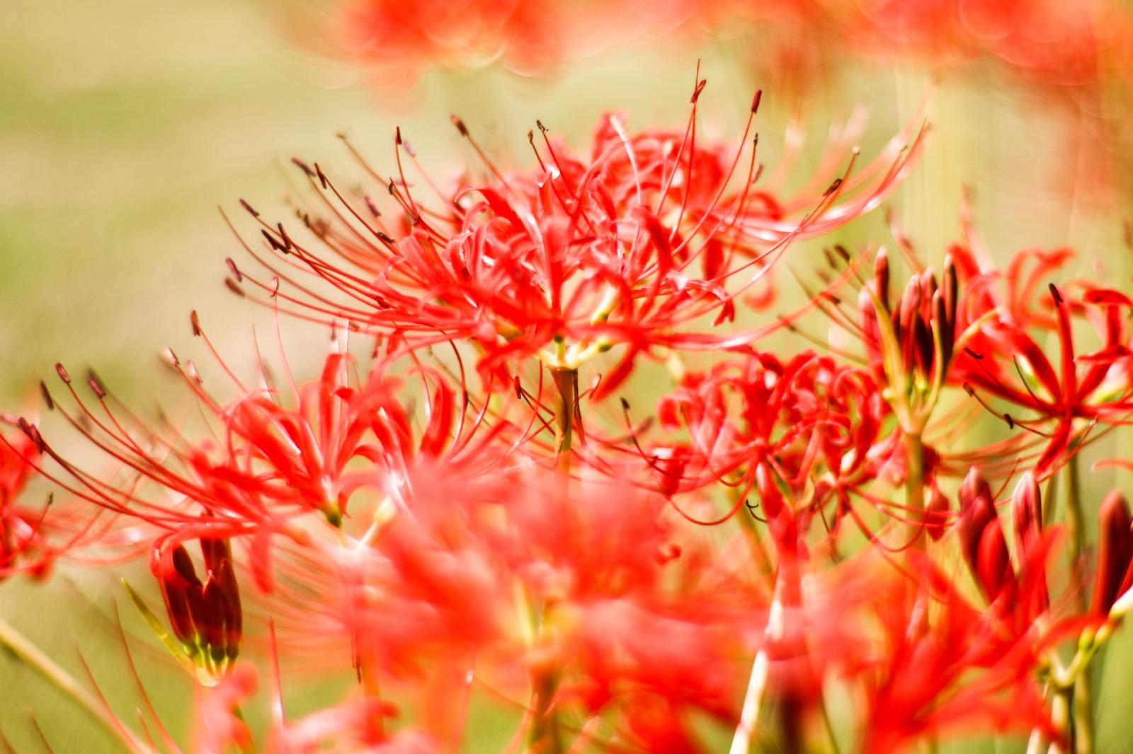 新ホームページ企画　川柳大募集！