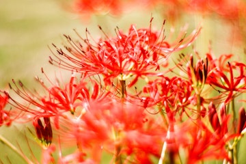 新ホームページ企画　川柳大募集！