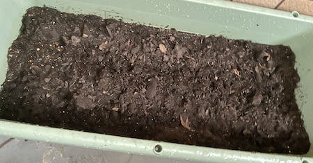 すじまき後、腐葉土を1cm程度かけた