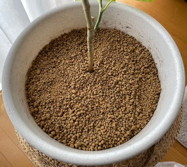 赤玉土を表面にかぶせた後のウンベラータの鉢2