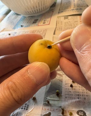 梅のヘタを爪楊枝で取り除く