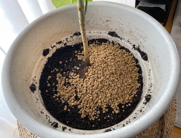 赤玉土を表面にかぶせた後のウンベラータの鉢1