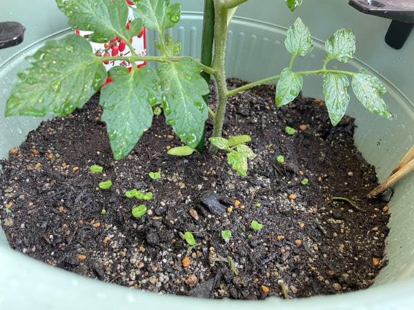 バジルも発芽