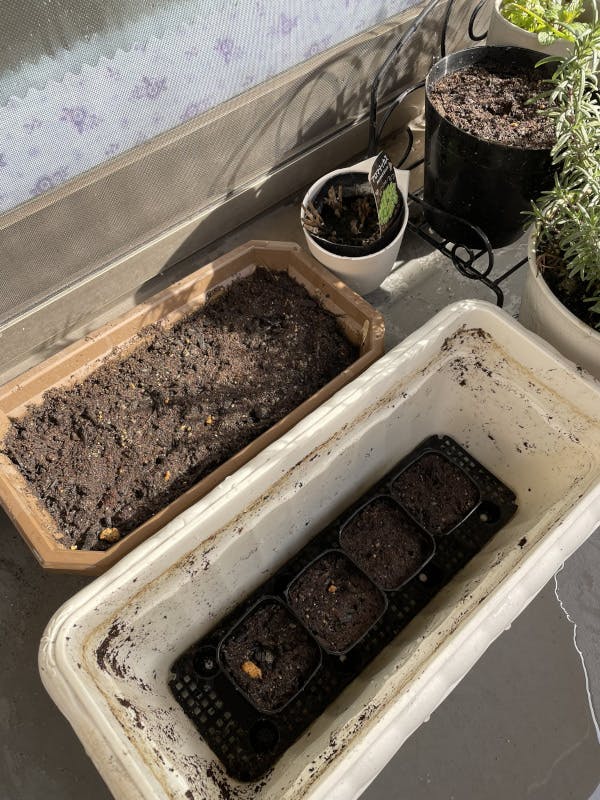 他の植物と一緒にベランダに置いてある