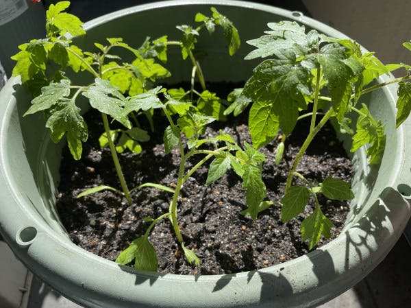 種から育てた株を植え替えた
