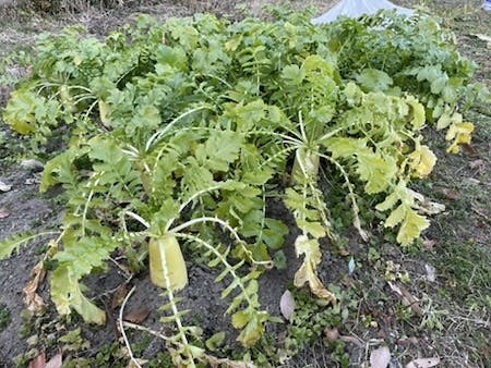 すずしろ(大根)