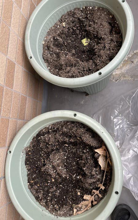 大根を育てたあとの土