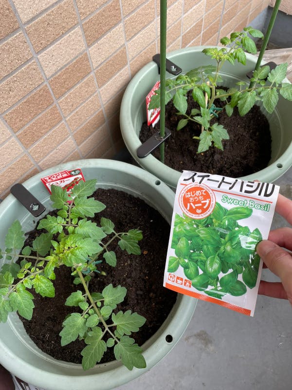 大きなプランターに植え替え、バジルもまいた
