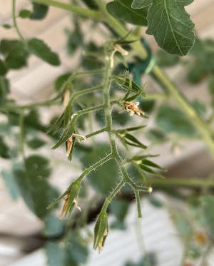 プレミアムルビーの実のつかなかった花