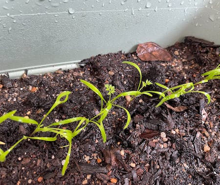 本葉が生えてきた様子クロースアップ