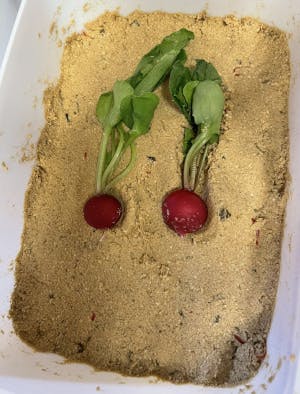 ラディッシュのぬか漬け