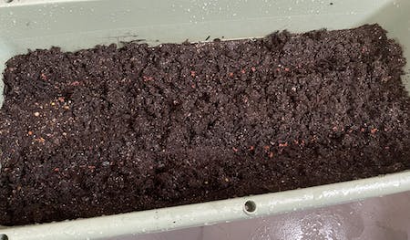 にんじん種子をすじまきした