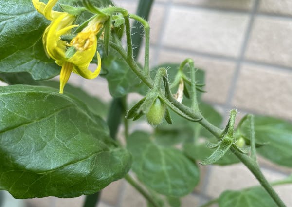 純あまの一番花の実