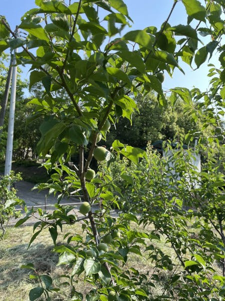 神崎梅園の梅の木