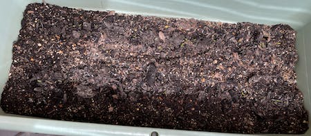 うっすらと発芽し始めた