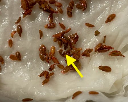 根が出たにんじん種子