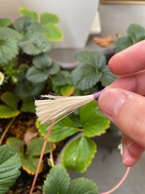 精麻のタッセル