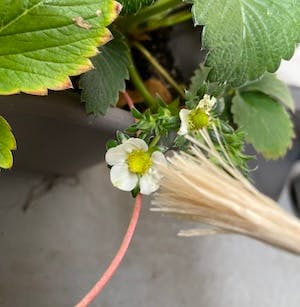 精麻のタッセルでイチゴの花に人工授粉する様子