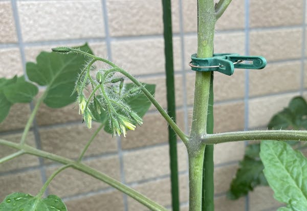 プレミアムルビーの一番花