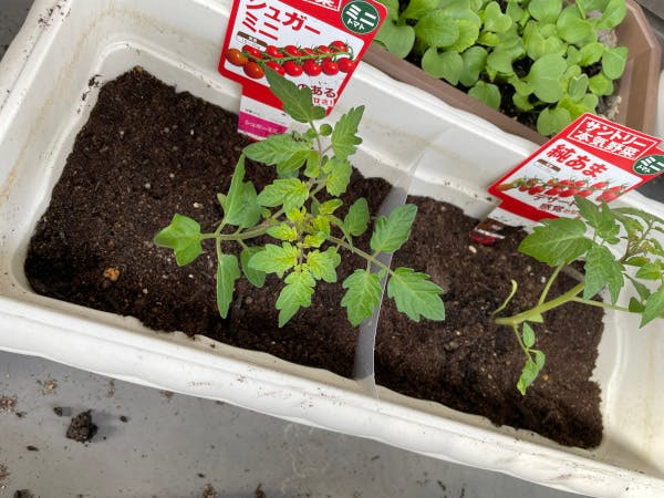 小さなプランターに植え替えた。根が絡まないようクリアファイルで仕切る
