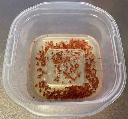 タッパーに水を張り、種子を一晩漬ける