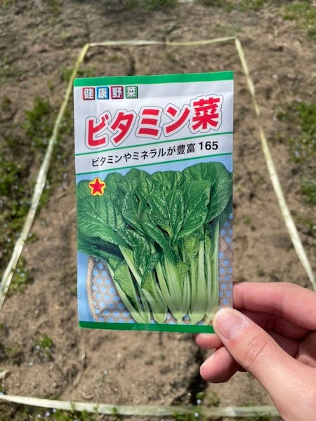 スーパーで購入したビタミン菜の種の袋