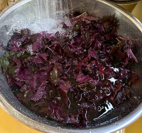 赤紫蘇の葉を洗う様子