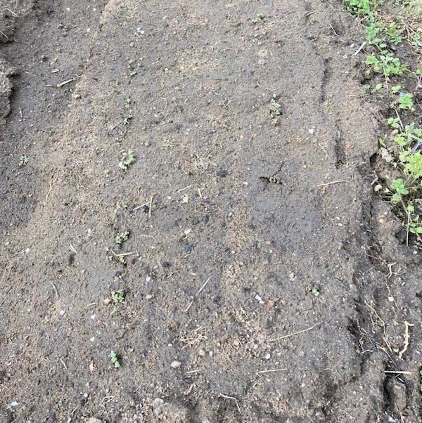 発芽したビタミン菜の双葉