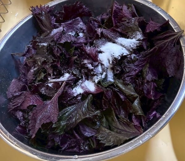 赤紫蘇に塩をまぶす