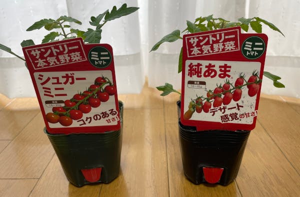 左:シュガーミニ、右:純あま