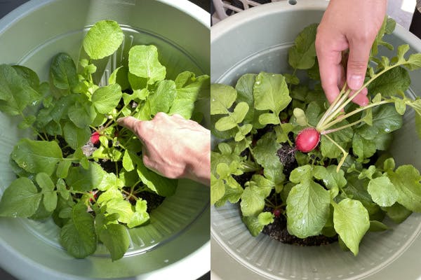 間引き菜を植え替えた「敗者復活戦」組の収穫