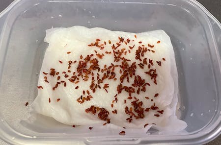 湿らせたキッチンペーパーに種を並べる