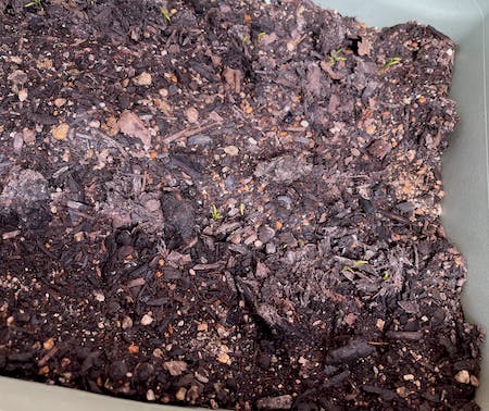 発芽クロースアップ