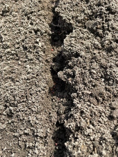 すじまきした種のズーム写真