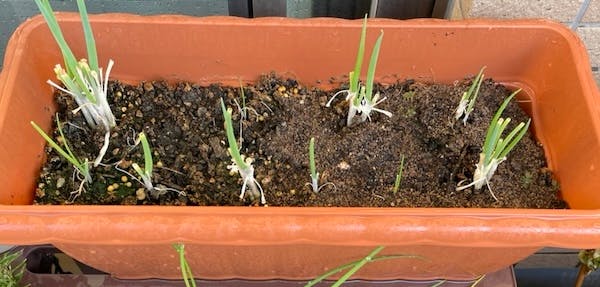 左半分：何も施していない状態、右半分：コーヒーかすぼかし堆肥あり  