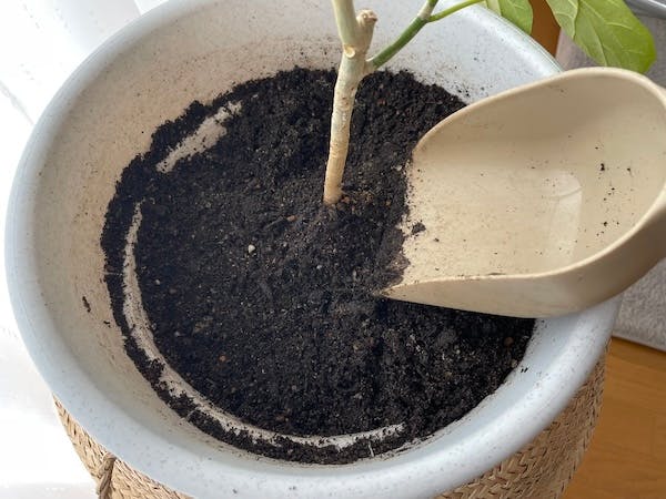 スコップで鉢の土の表面を取り除いている様子