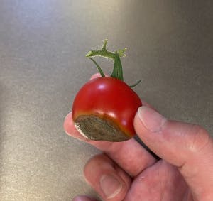 昨年育てたボンリッシュ。カルシウム欠乏による尻腐れ病が出てしまった
