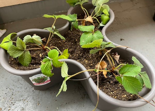 ハーベリーポットにイチゴの苗を植えつけた