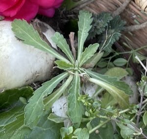 なずな(ペンペングサ)