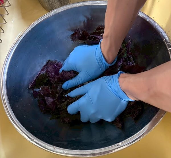 赤紫蘇を揉み込む