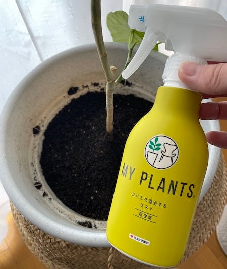 コバエ退治ミストを観葉植物の鉢に散布する前の様子