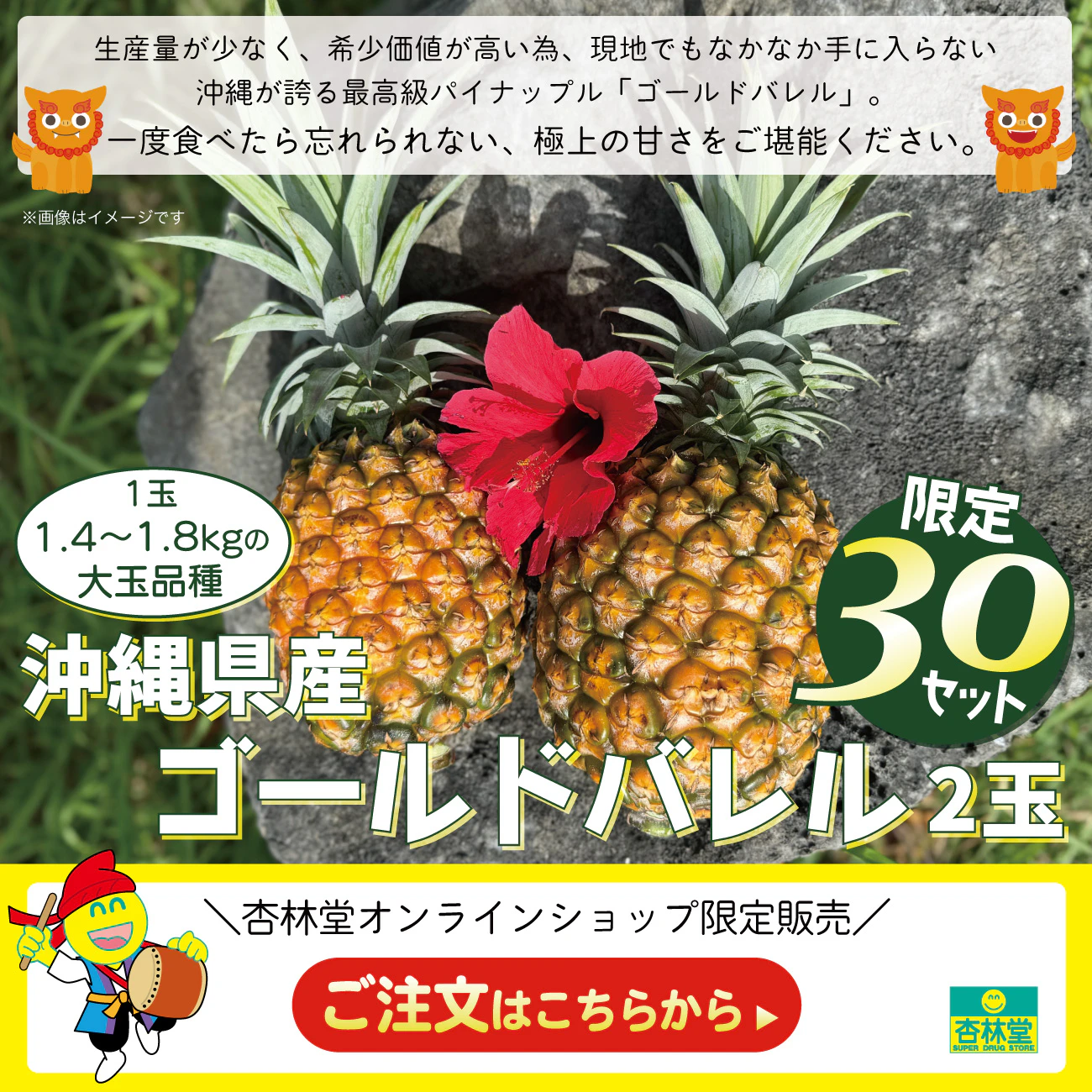 【杏林堂オンラインショップ限定販売】沖縄県産ゴールドバレル 2玉【限定30セット】
