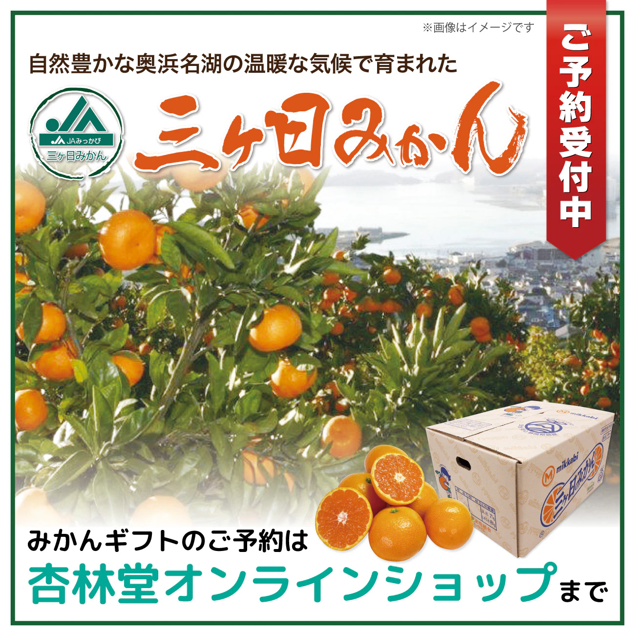 【11/30(日)まで杏林堂オンラインショップにて受付中】国内トップクラスを誇る浜松の日照量と生産者の一年間にわたる努力による糖と酸の絶妙なバランス！三ヶ日みかん（早生）