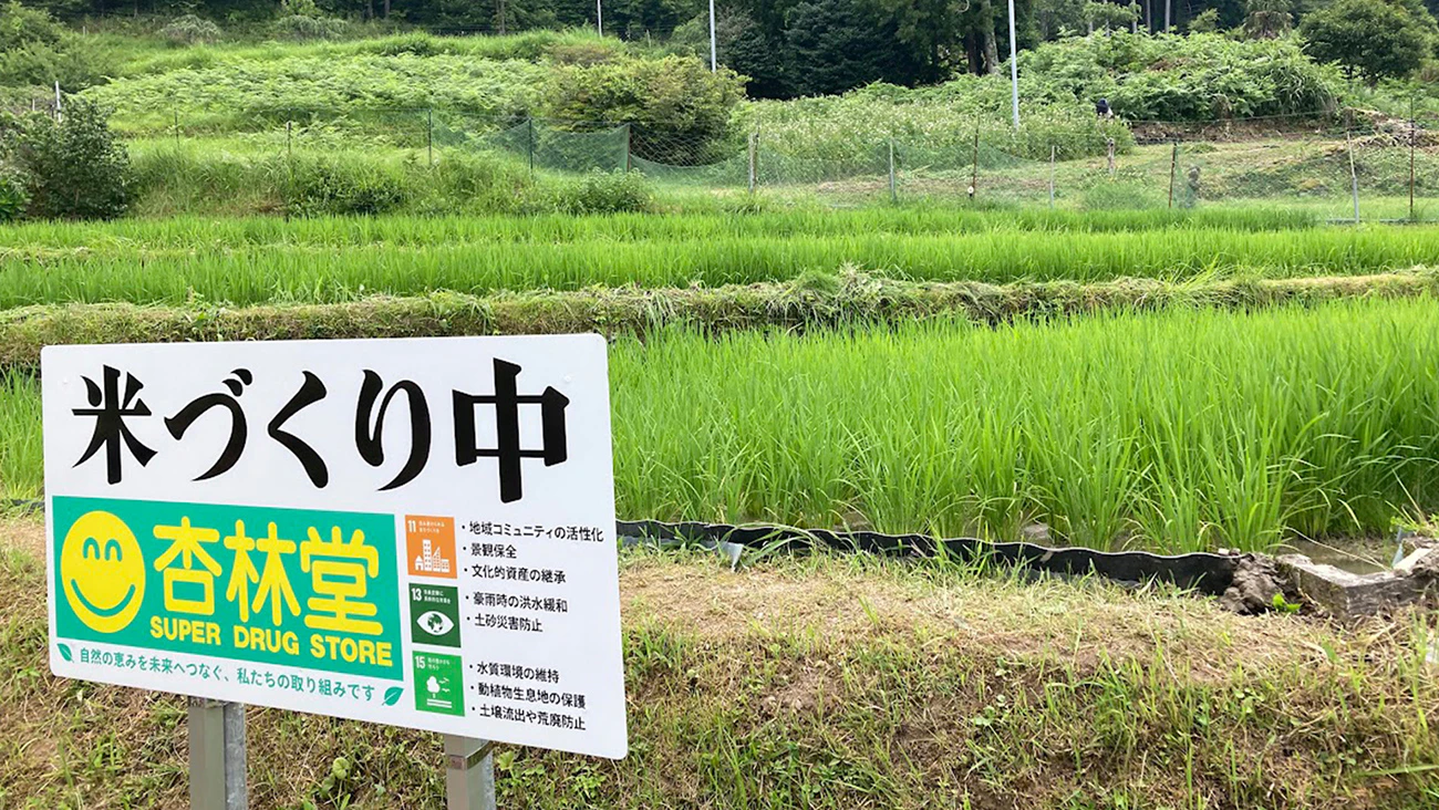 浜松市天竜区大栗安の棚田保全プロジェクト 稲が生長中!のサムネイル