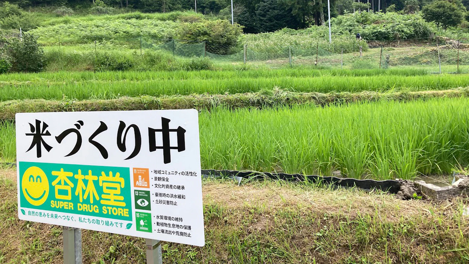 2026年7月26日(日)、地元農家の皆様にご指導いただきながら「浜松市天竜区大栗安の棚田保全プロジェクト」2回目となる草取り活動を行いました。稲の成長を支えるため、参加者は一本一本の稲を傷つけないよう注意を払いながら、丁寧に草を取り除きました。杏林堂薬局はこれからも、地元農家の皆様とのつながりを大切にしながら、大栗安の棚田の保全活動に継続して取り組んでまいります。