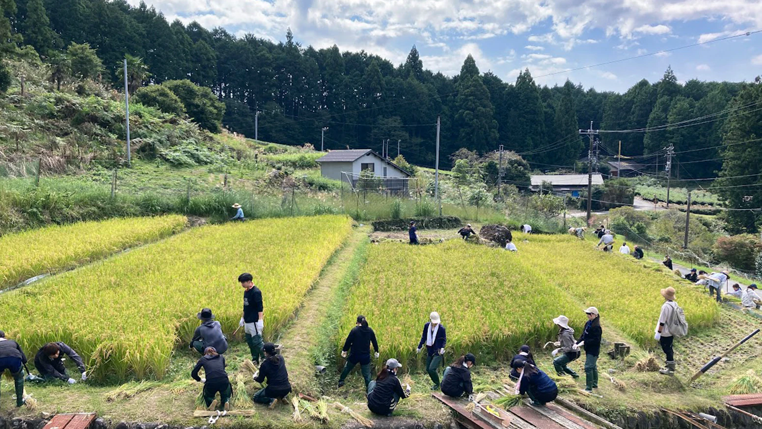 株式会社杏林堂薬局は今年度、浜松市天竜区大栗安の棚田保全プロジェクトを実施中です。太陽の光を浴びながら稲は順調に生長。無事に黄金色に実った稲を、参加者みんなで一株ずつ丁寧に刈り取りました。 そして、大栗安の昔ながらの手法で「稲架かけ（はざかけ）」まで行いました。田植えから稲刈りまで、地域の皆様と一緒に一つの米づくりに携わることで、農業や地域の暮らし、そしてこの美しい棚田を守っていくことの大切さ、大変さを実感しました。