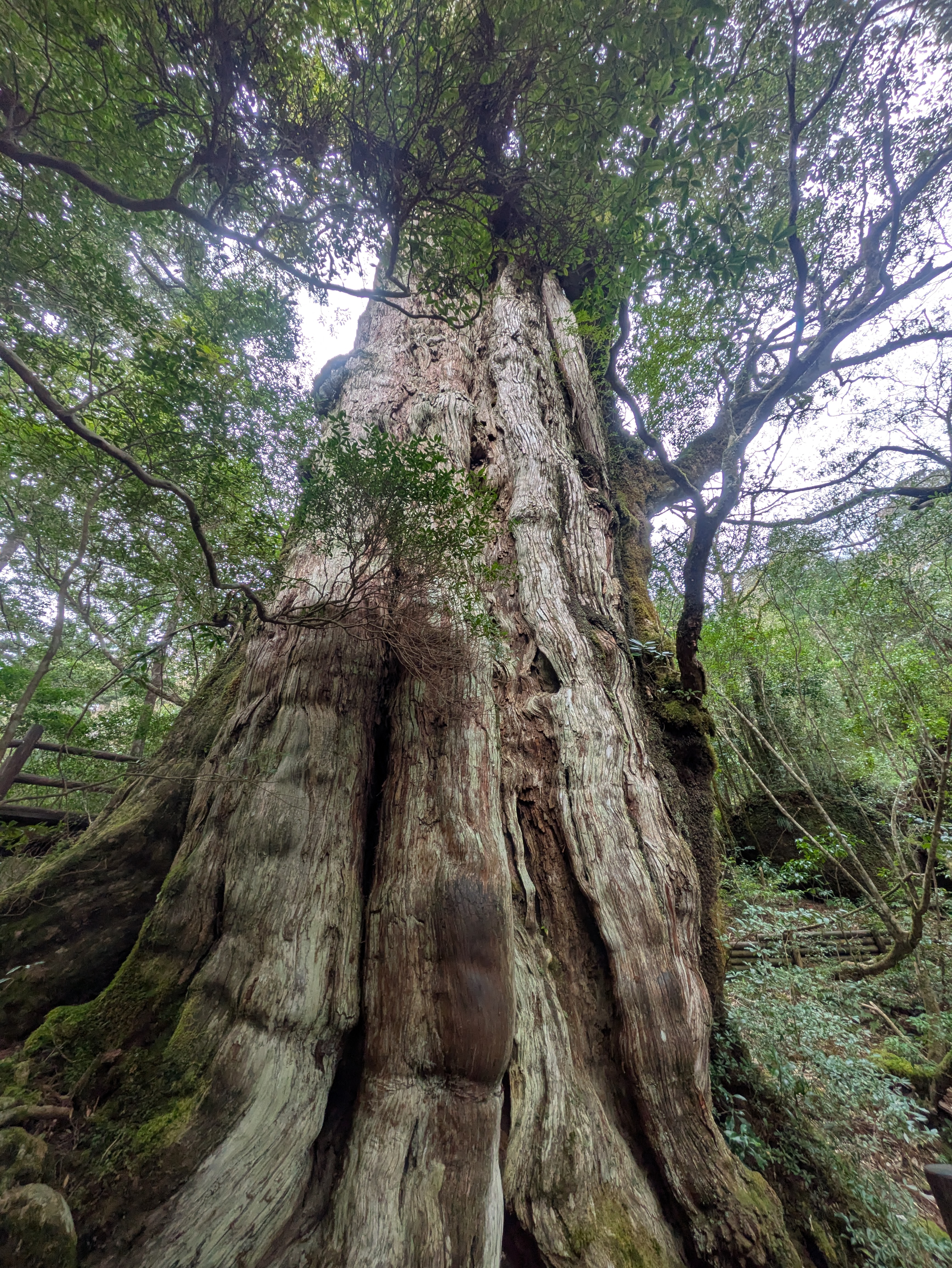 紀元杉の写真